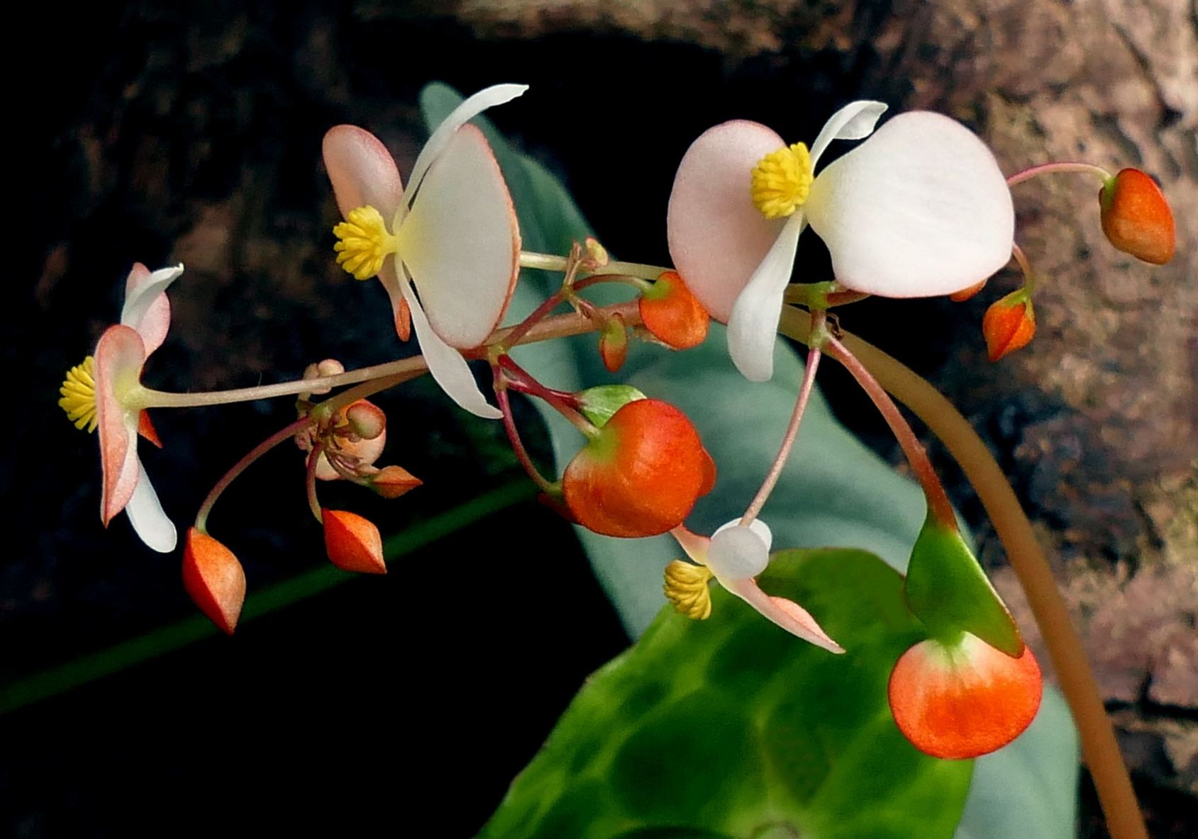 Begonia kingiana - Tortoise shell Begonia