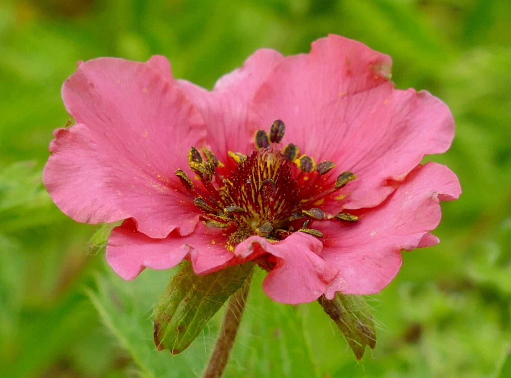Potentilla nepalensis 'Miss Willmott'