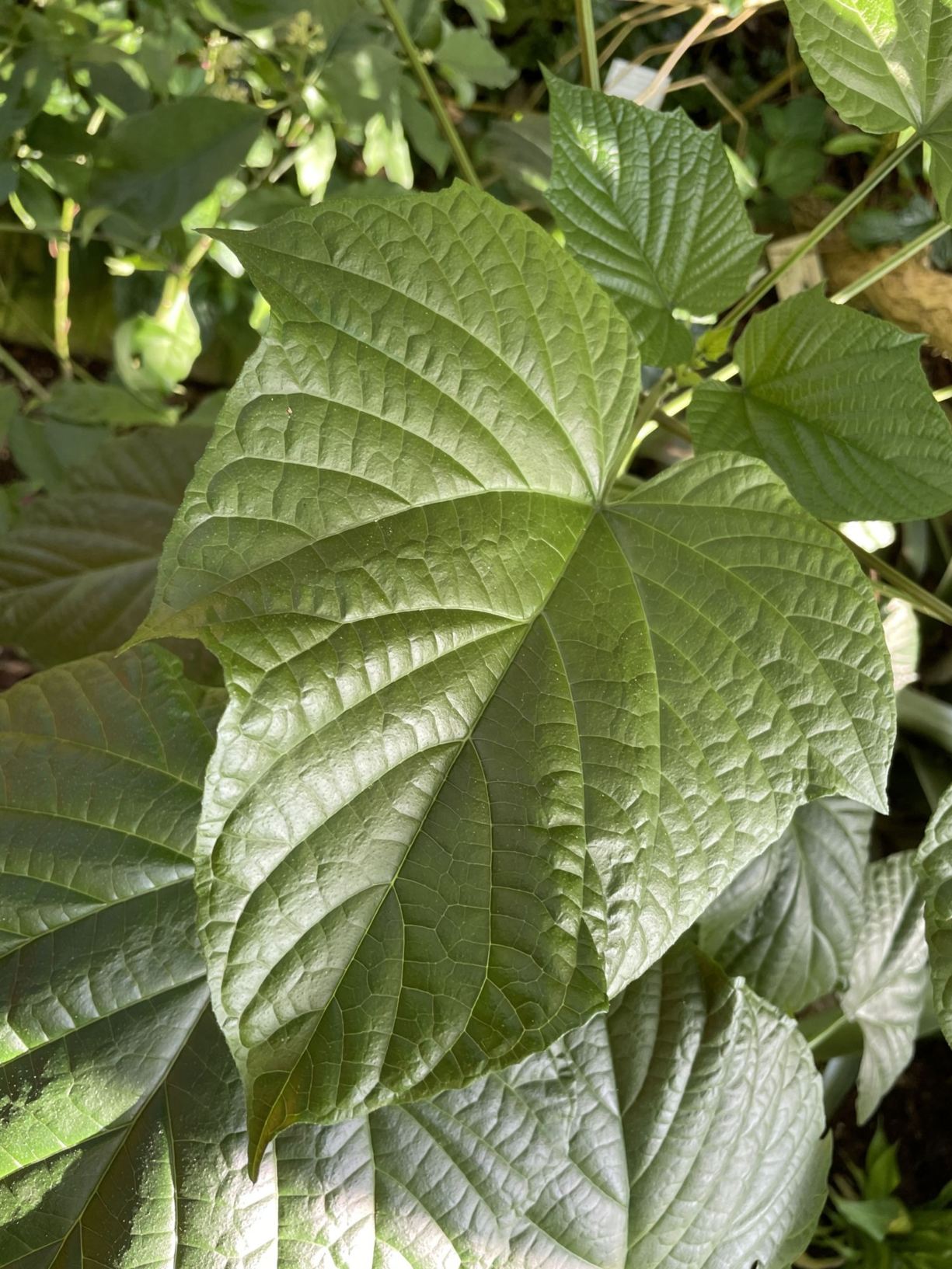 Clerodendrum speciosissimum