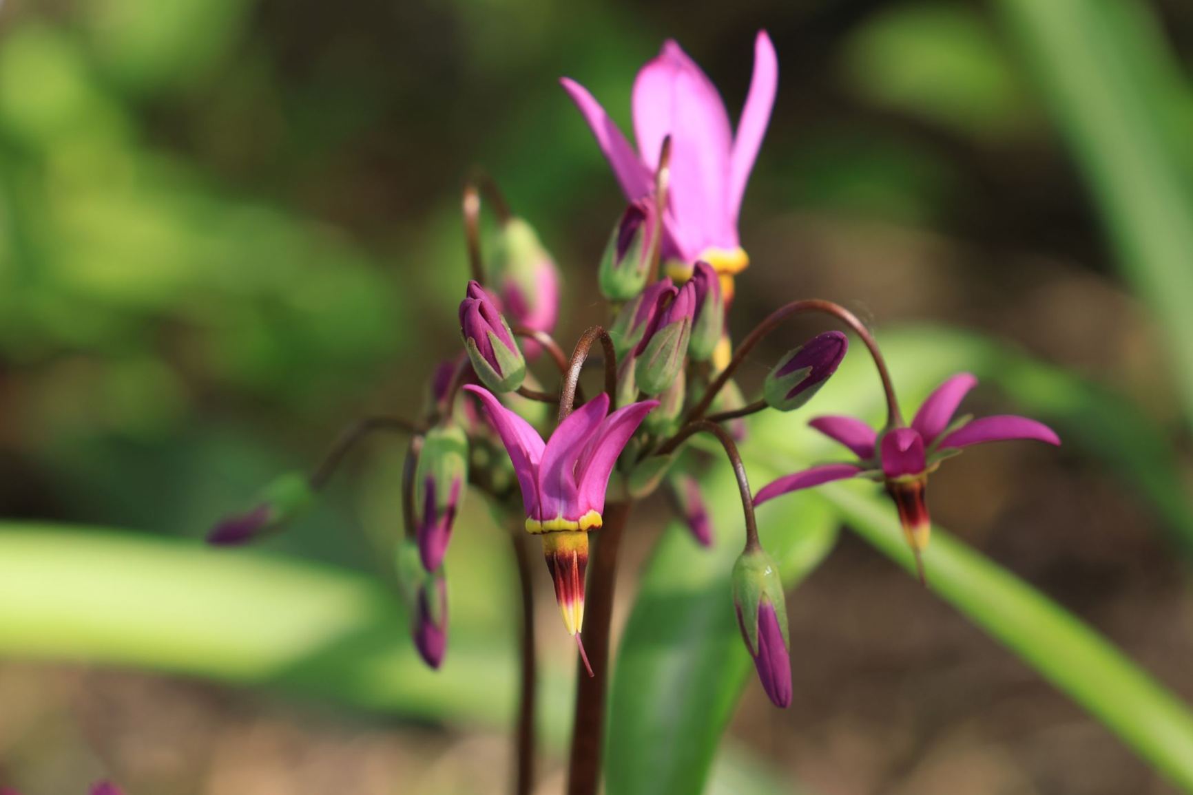 Primula jeffreyi
