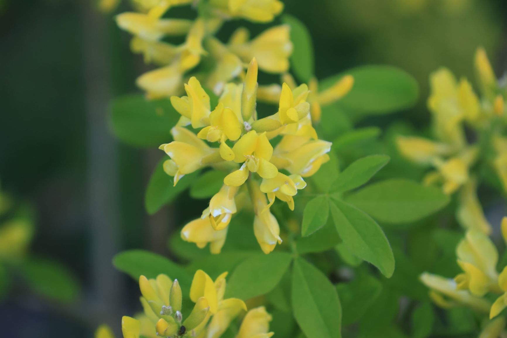 Petteria ramentacea