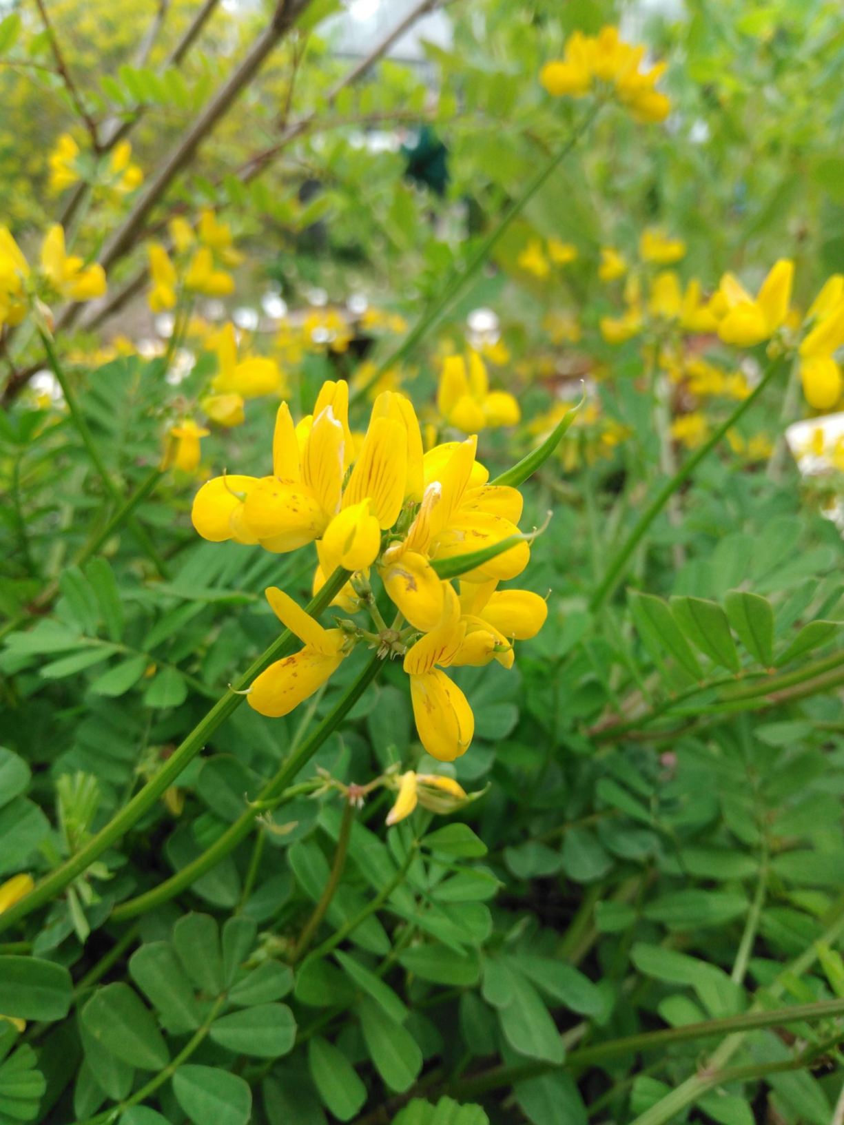 Coronilla securidaca