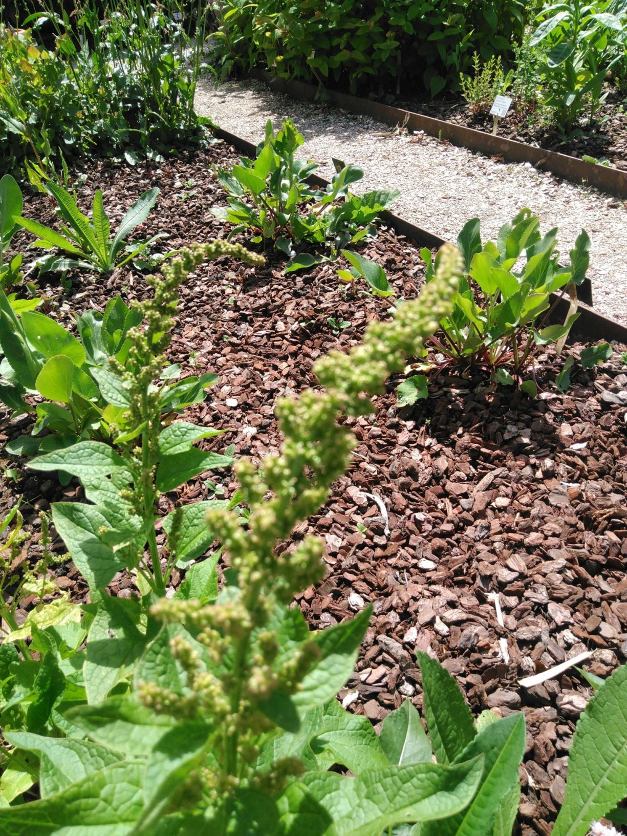 Chenopodium bonus-henricus