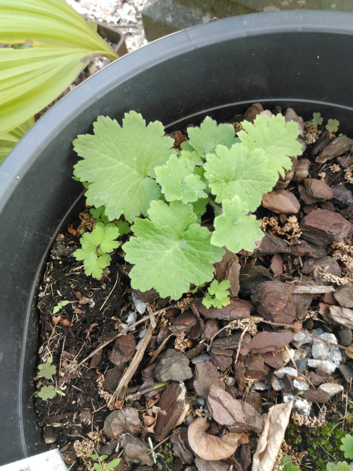Primula matthioli