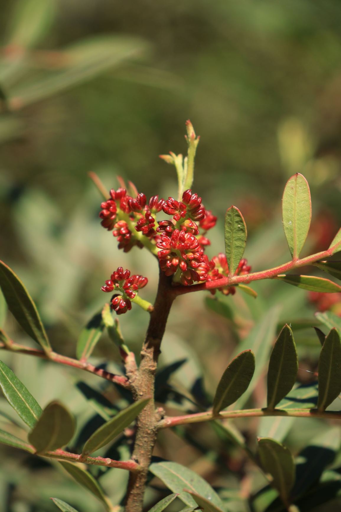 Pistacia lentiscus