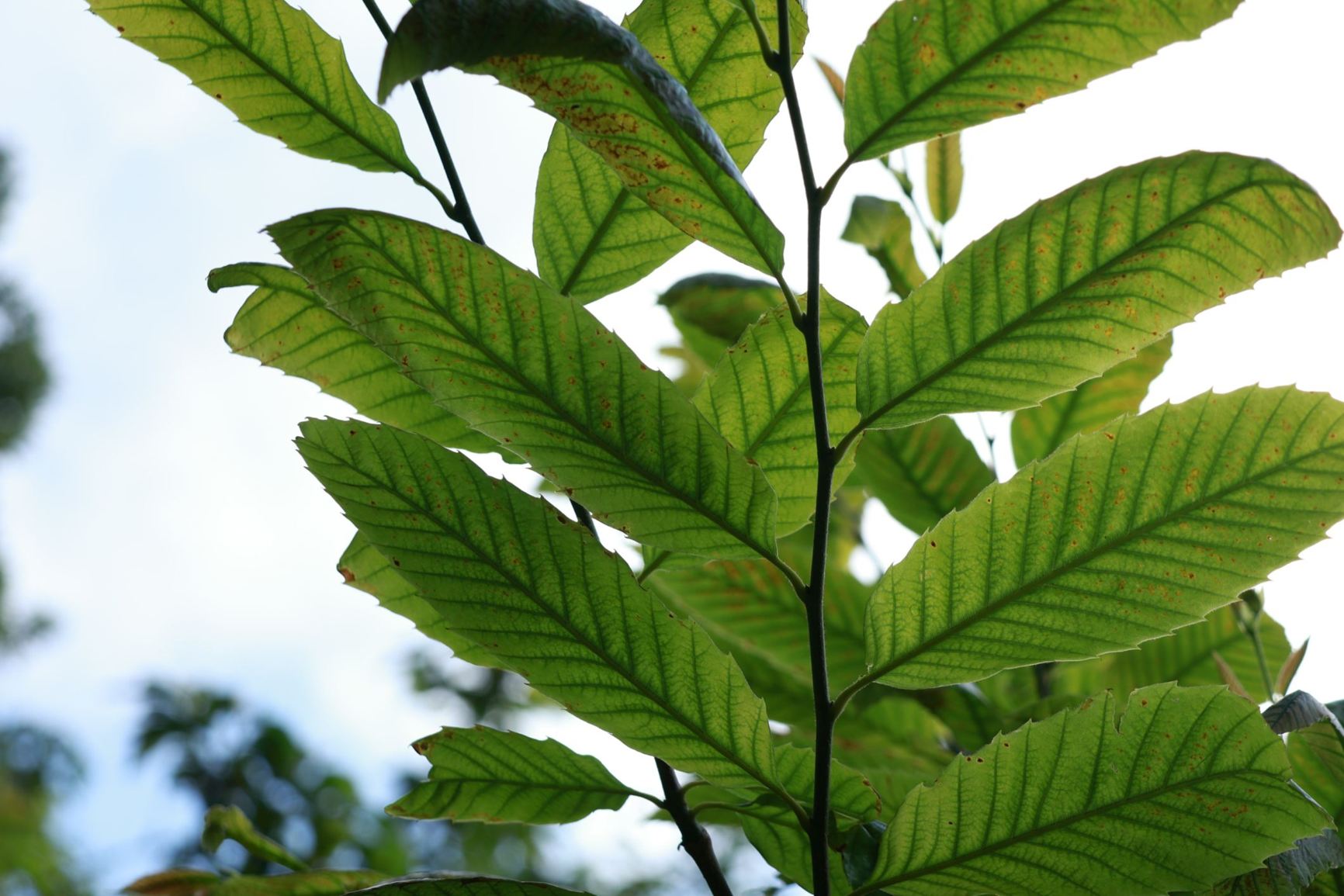 Castanea mollissima