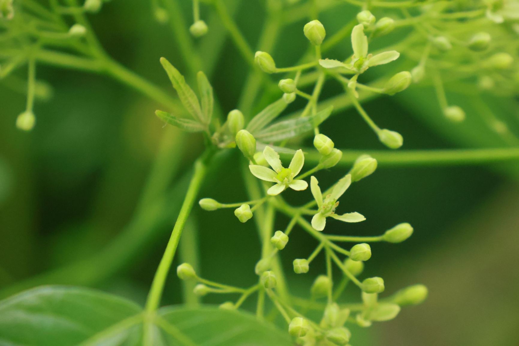 Ptelea trifoliata