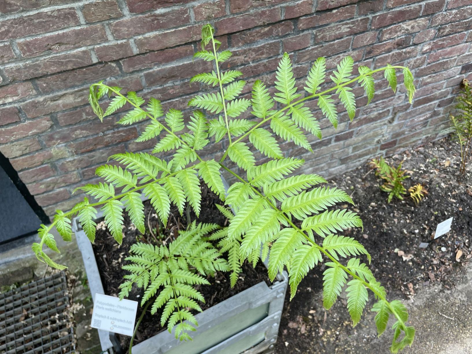 Pteris wallichiana