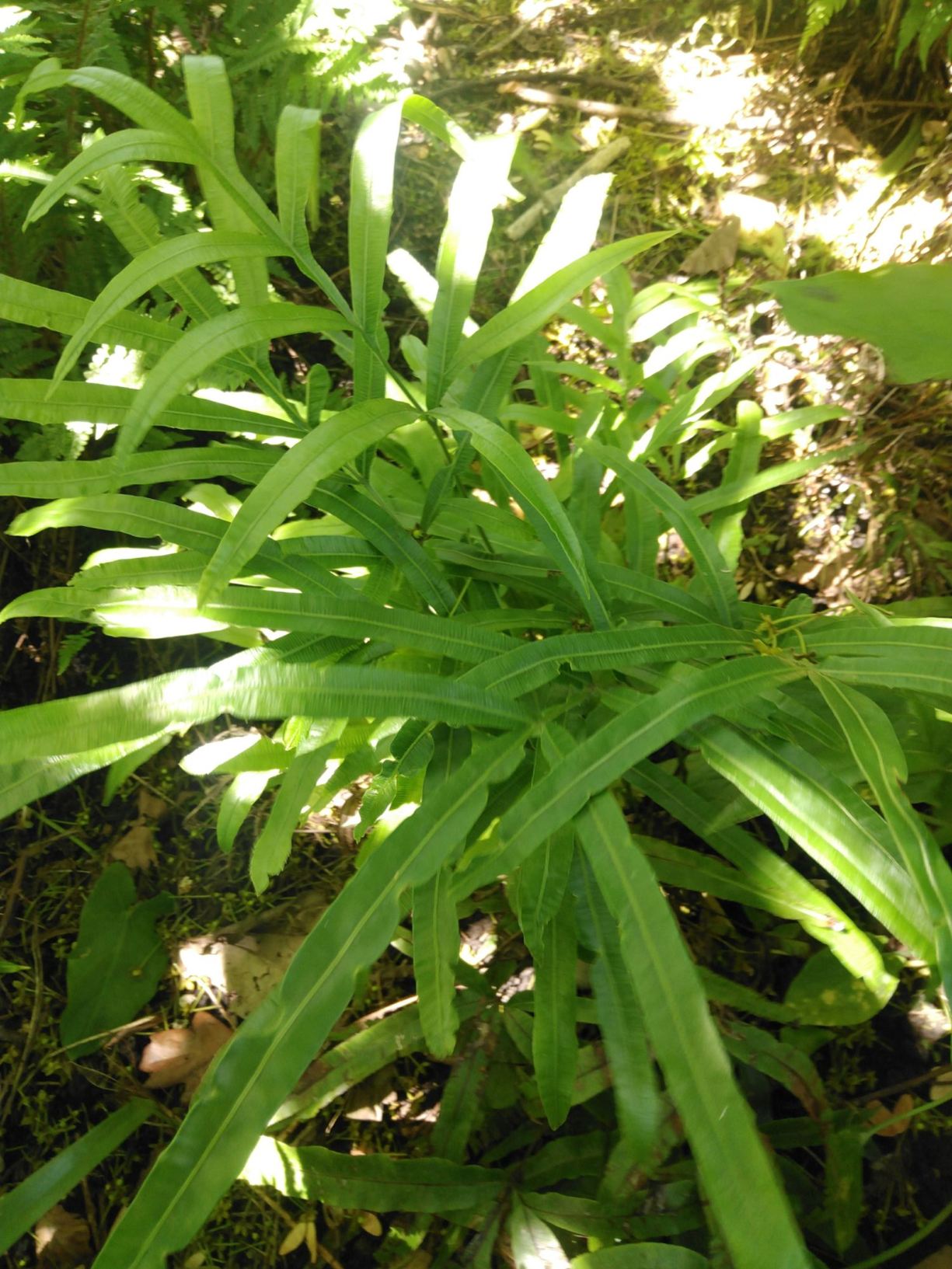 Pteris cretica