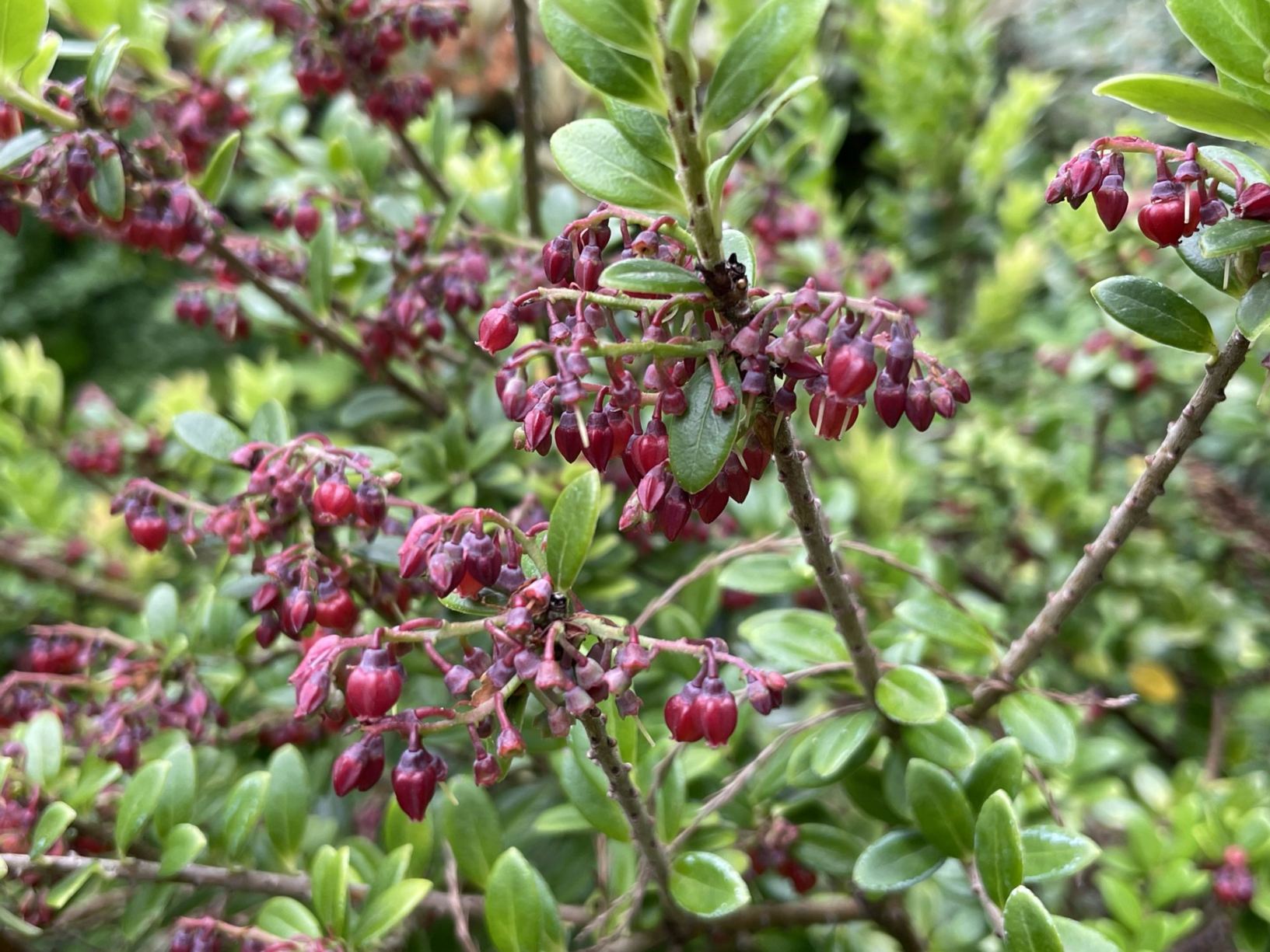 Vaccinium dendrocharis