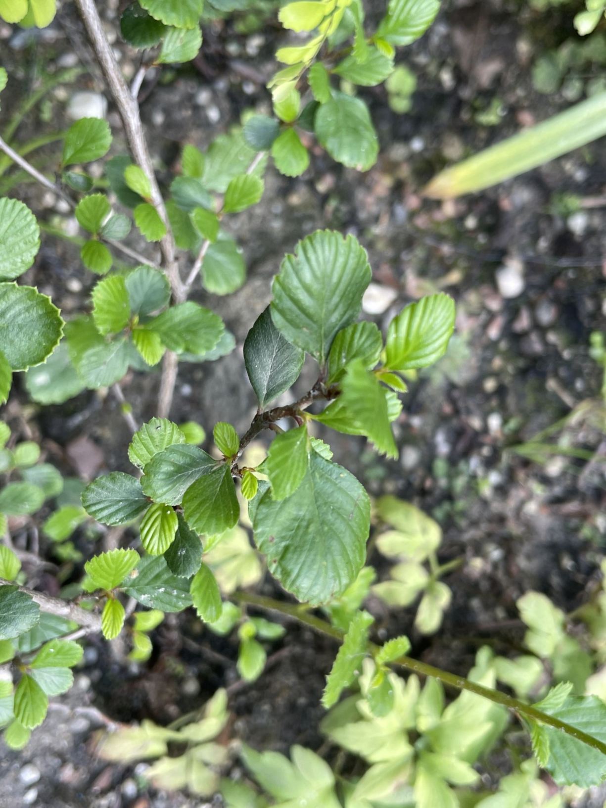Cercocarpus minutiflorus