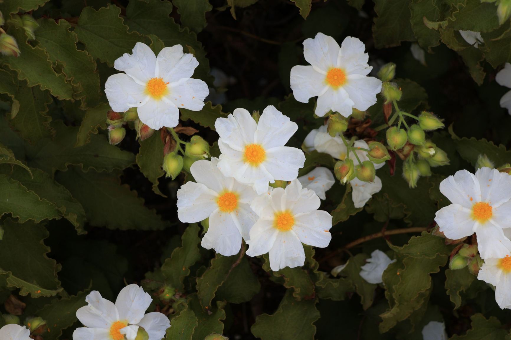Cistus populifolius subsp. major