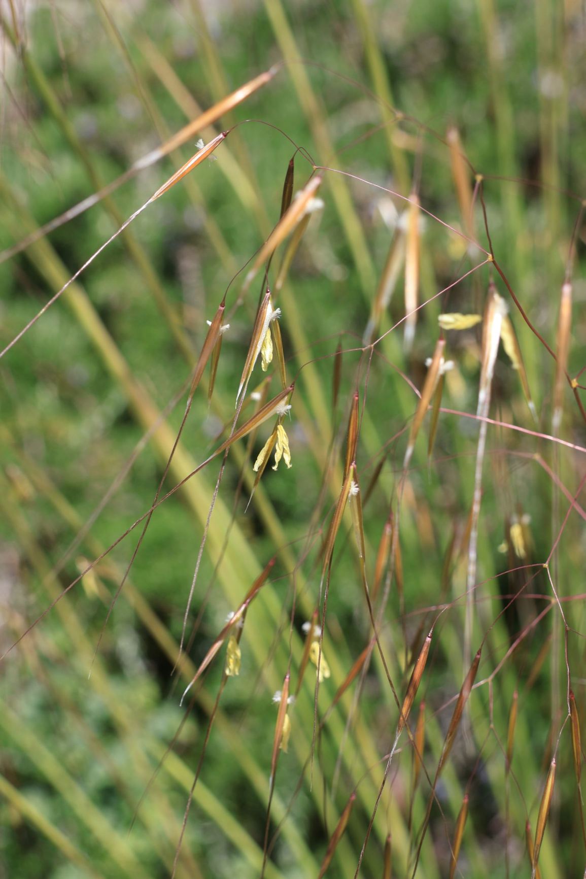Celtica gigantea