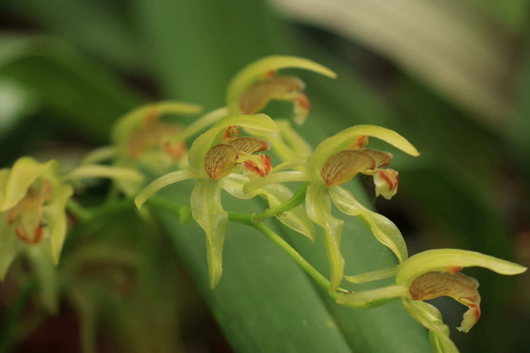 Coelogyne chloroptera