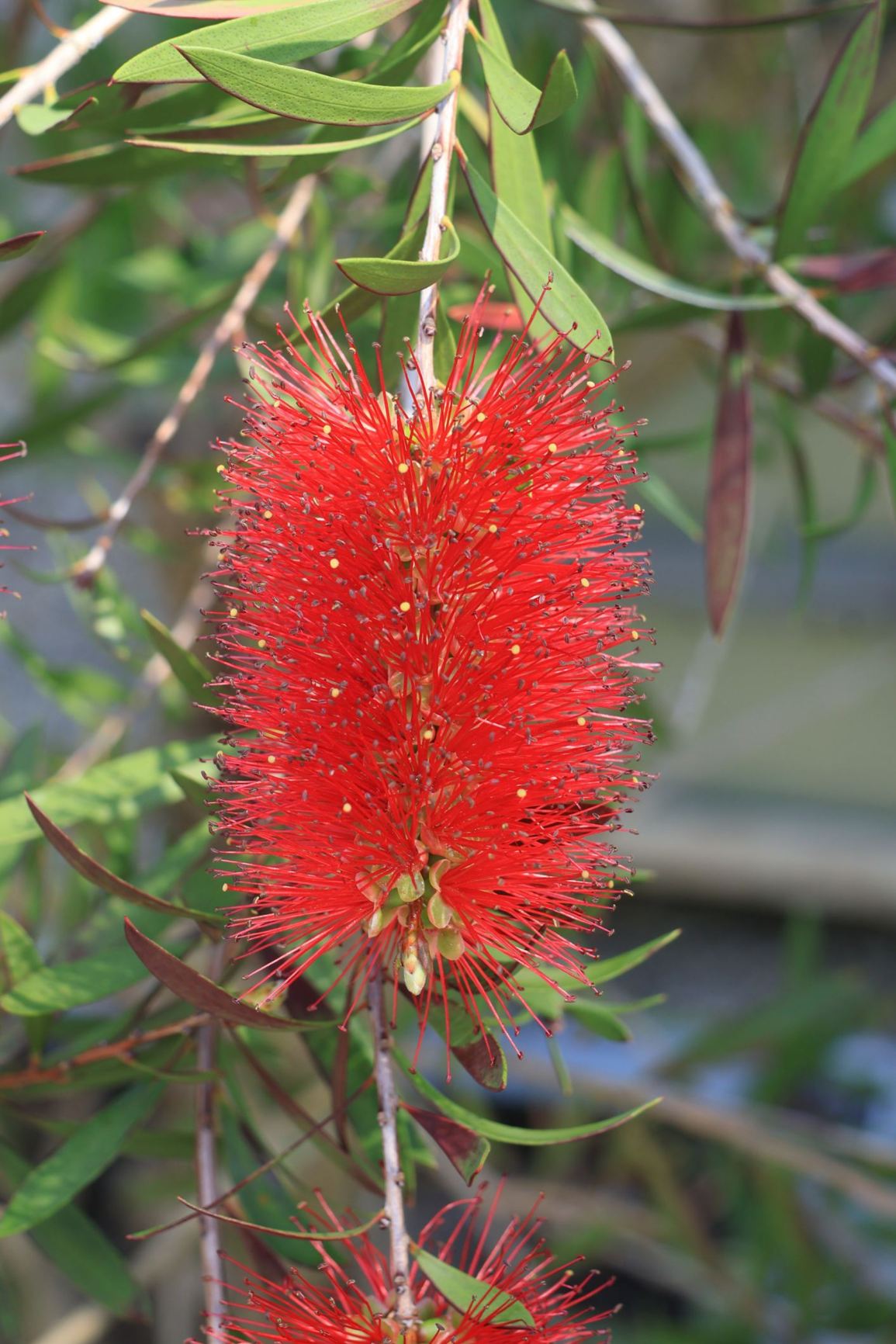Callistemon macropunctatus