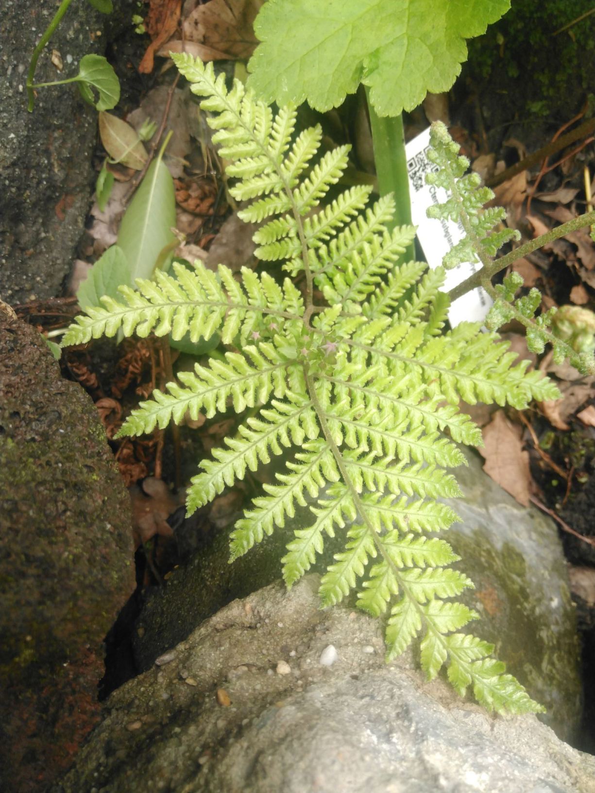 Ctenitis subglandulosa