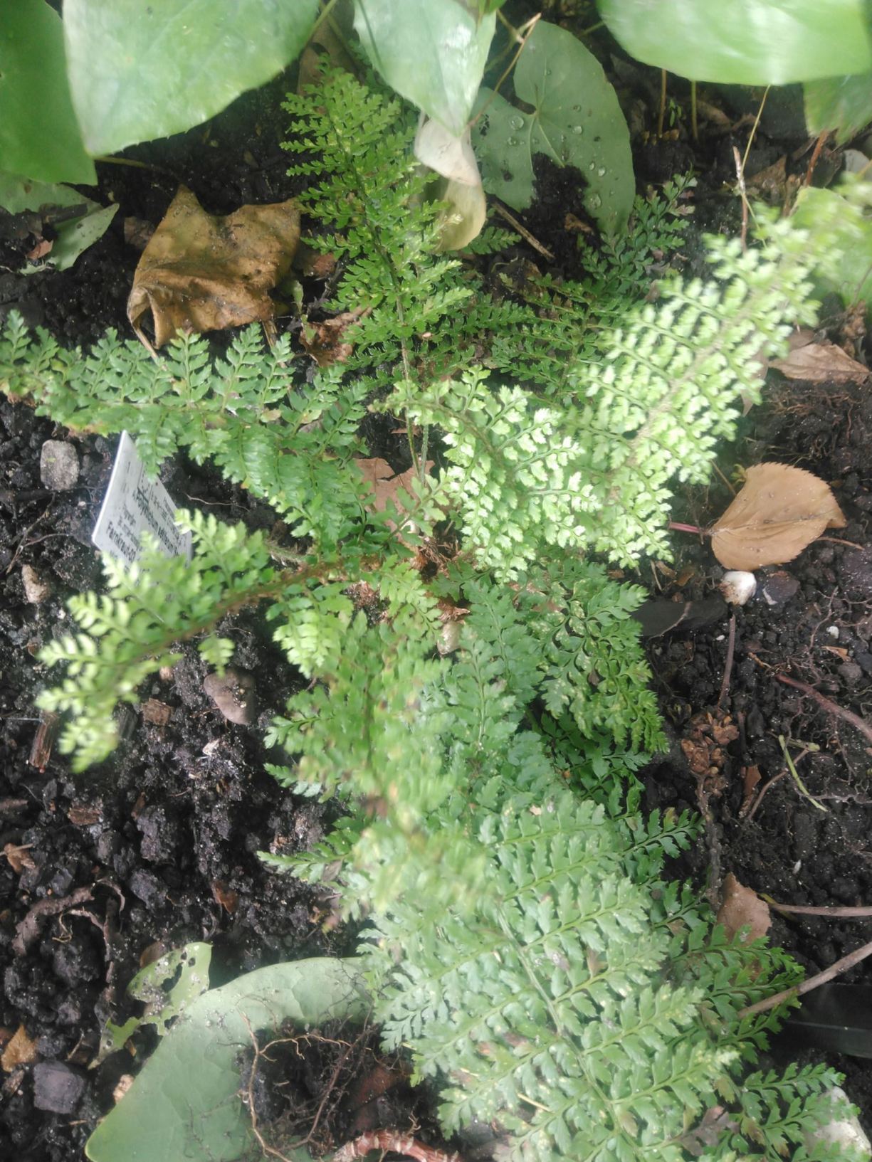 Polystichum setiferum 'Seestern'