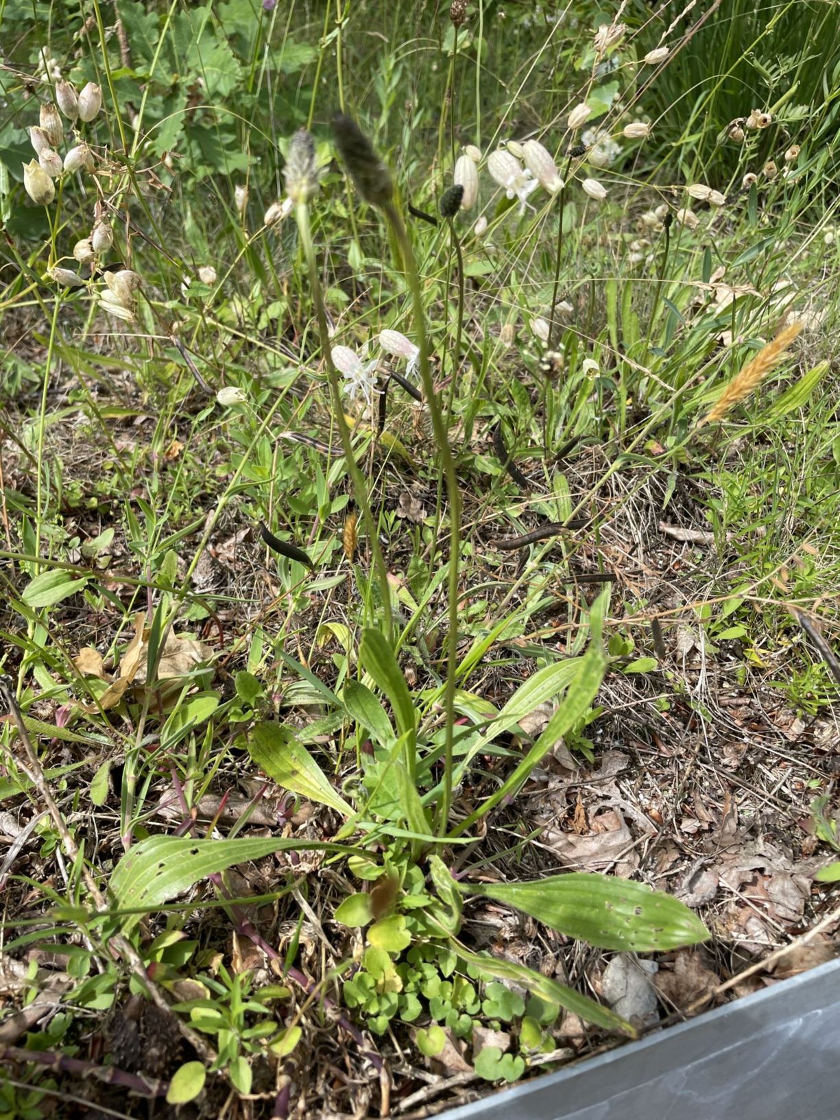 Plantago lanceolata
