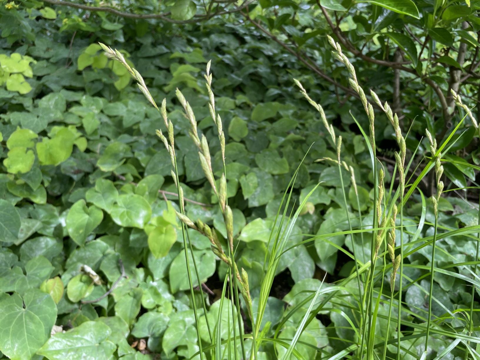 Carex muskingumensis