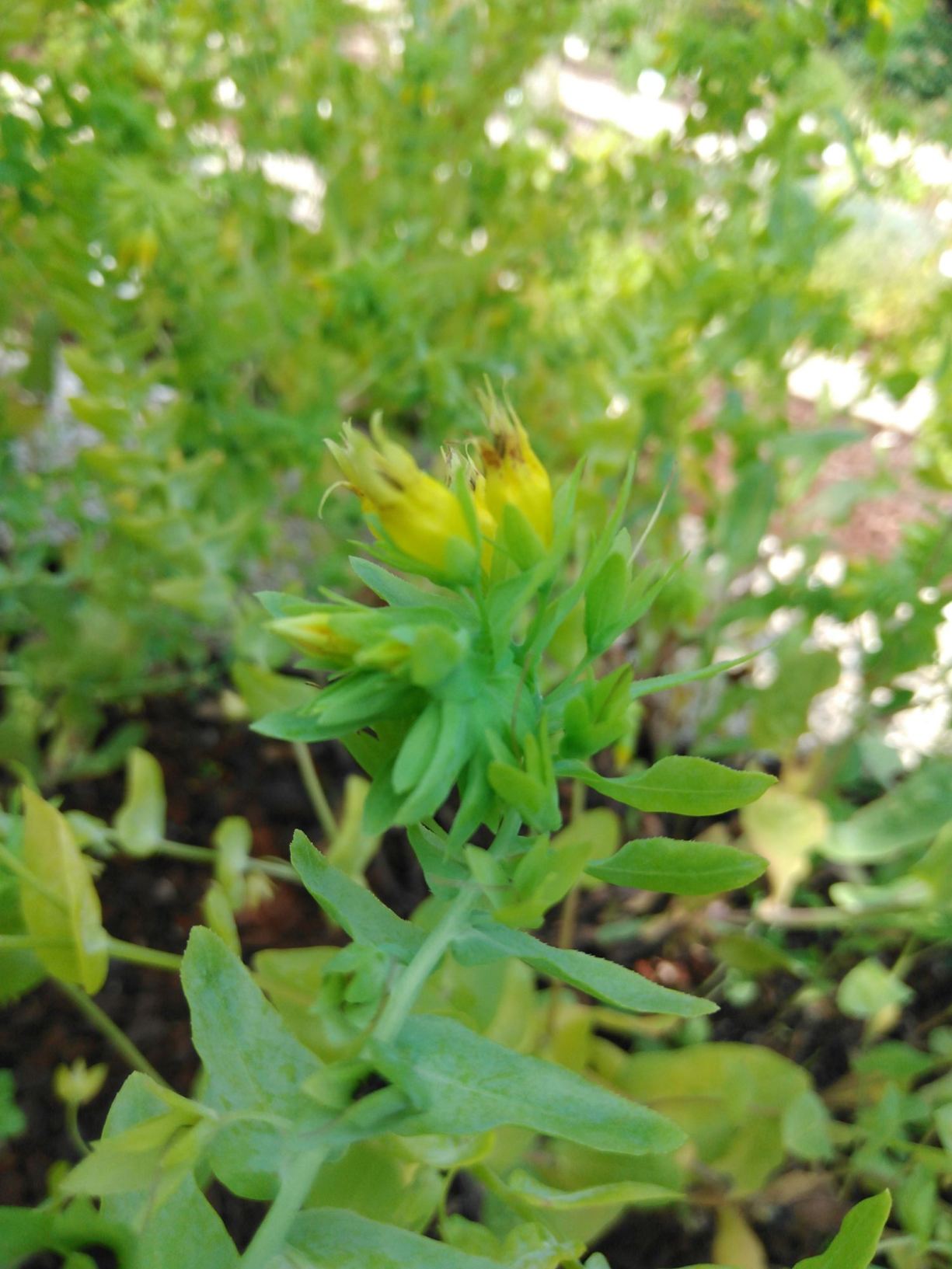 Cerinthe minor