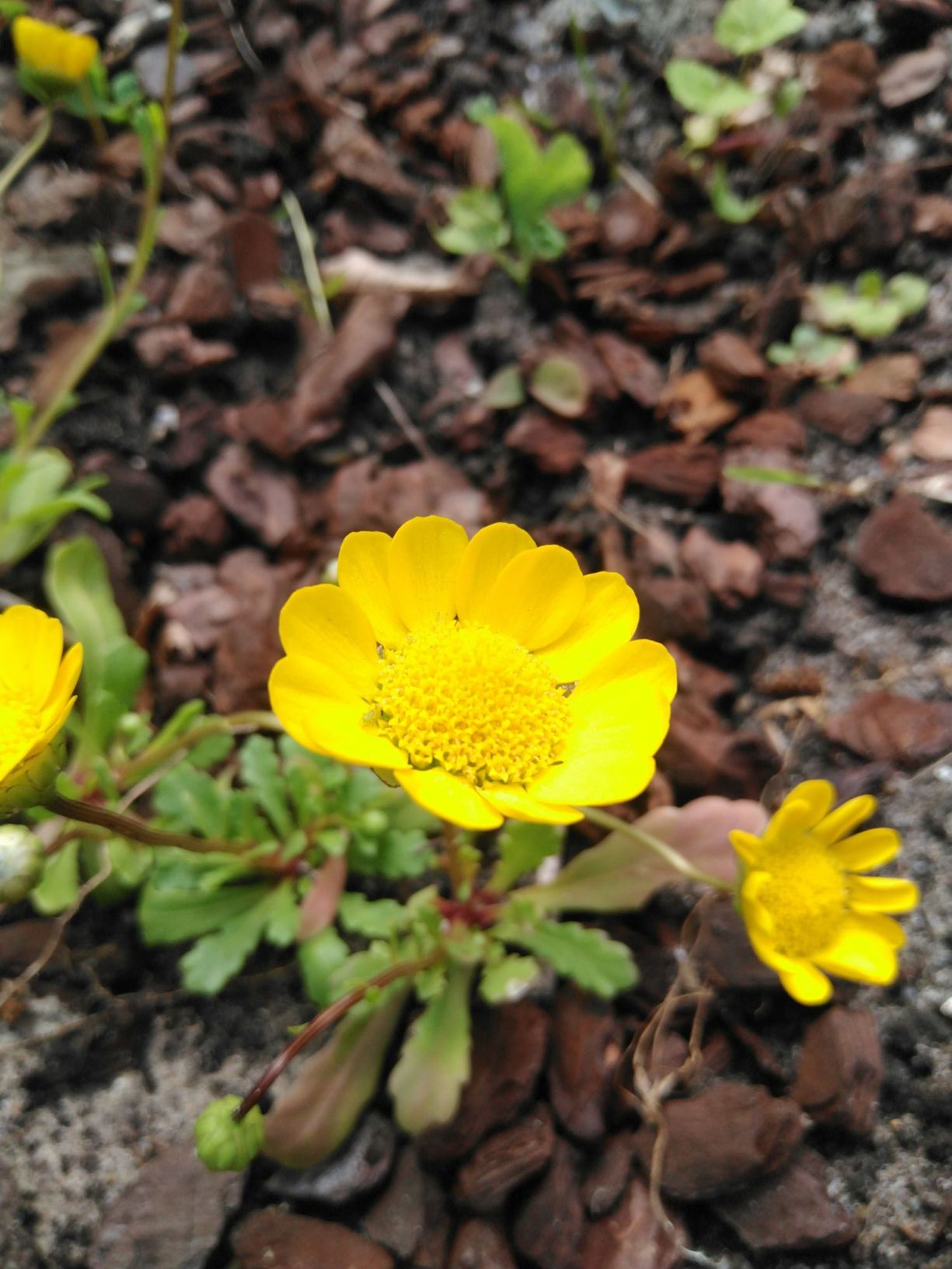Chrysanthemum spec.