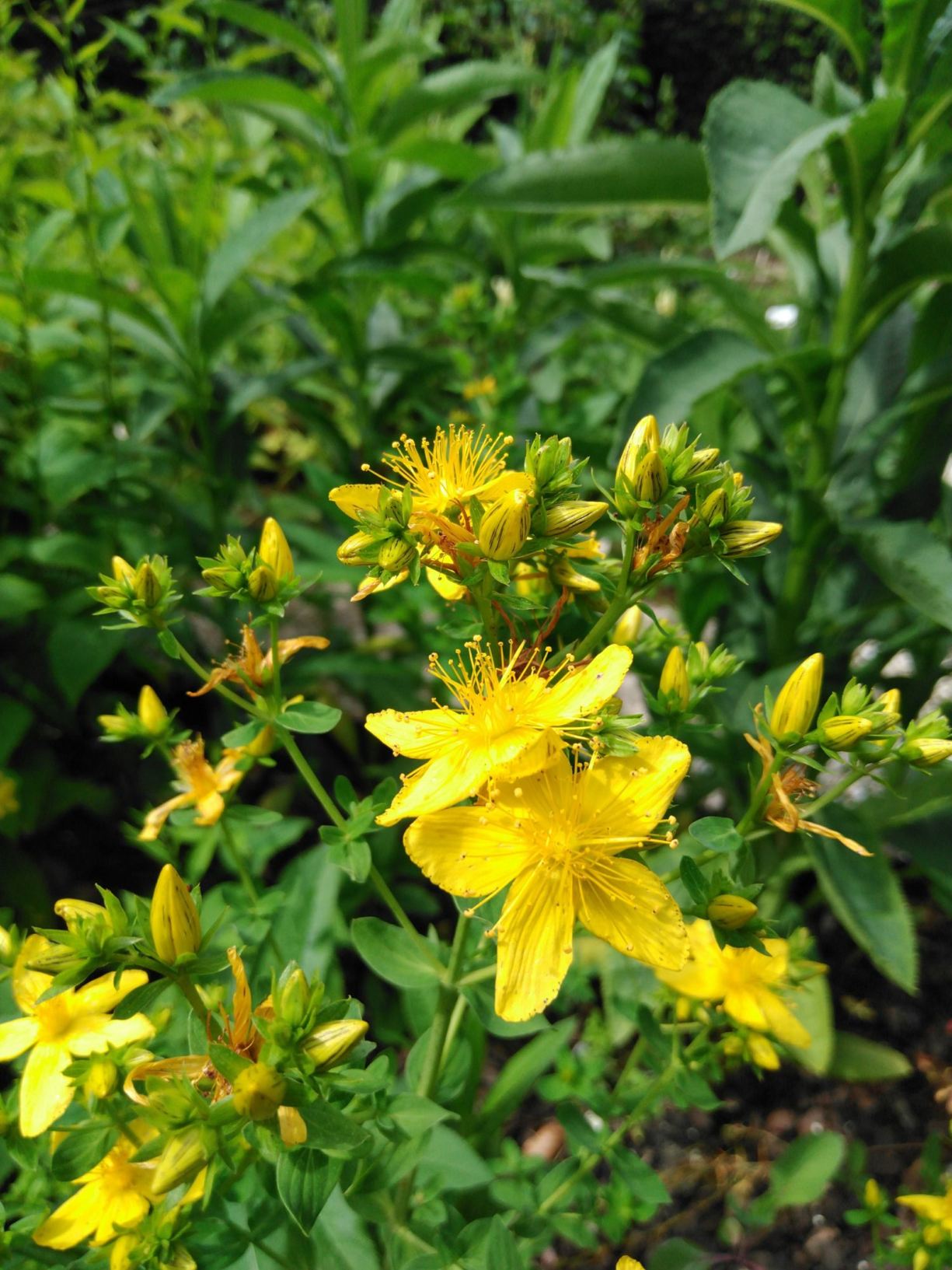 Hypericum perforatum - Sint-Janskruid, Perforate St John's wort