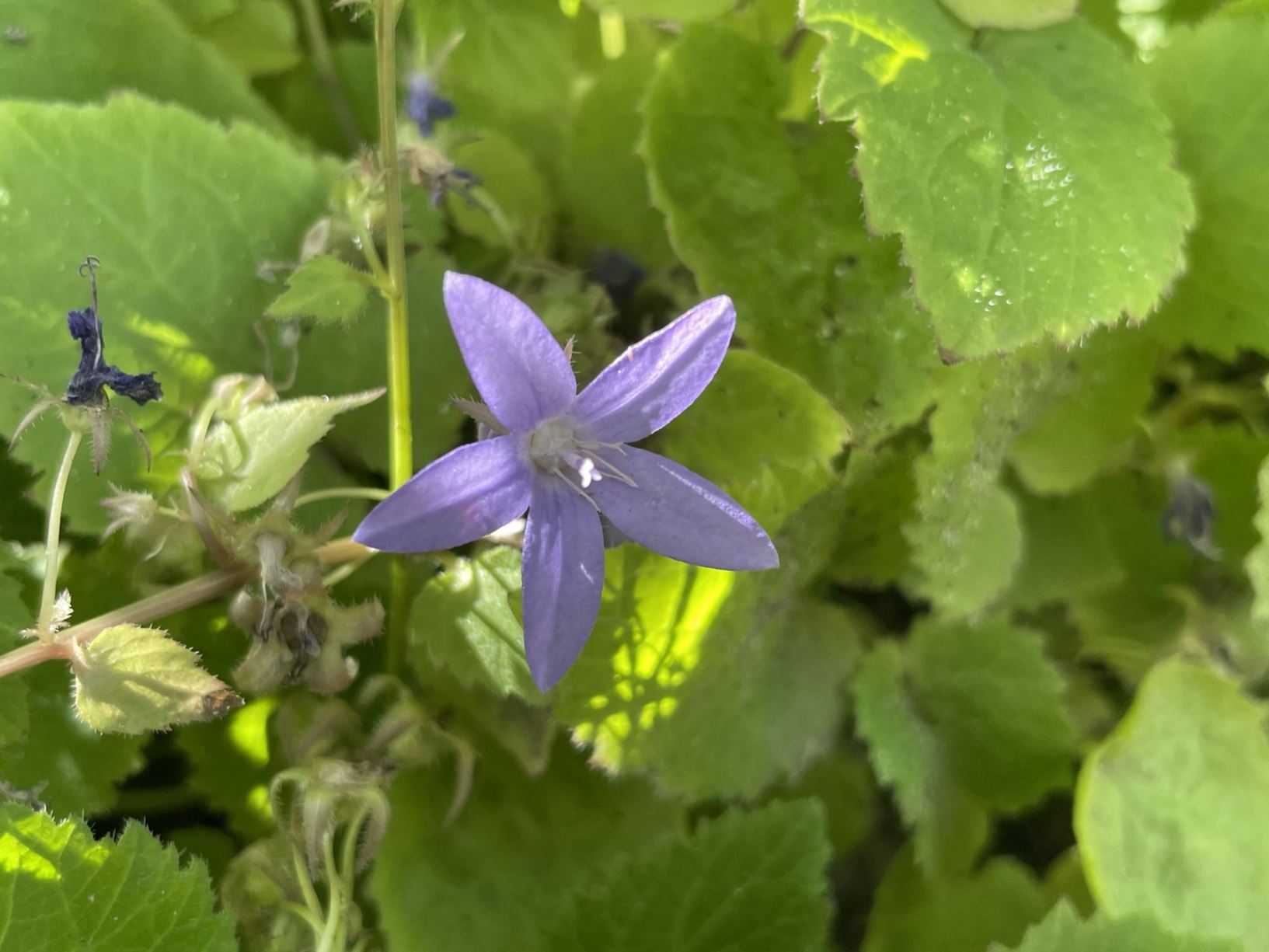 Campanula poscharskyana
