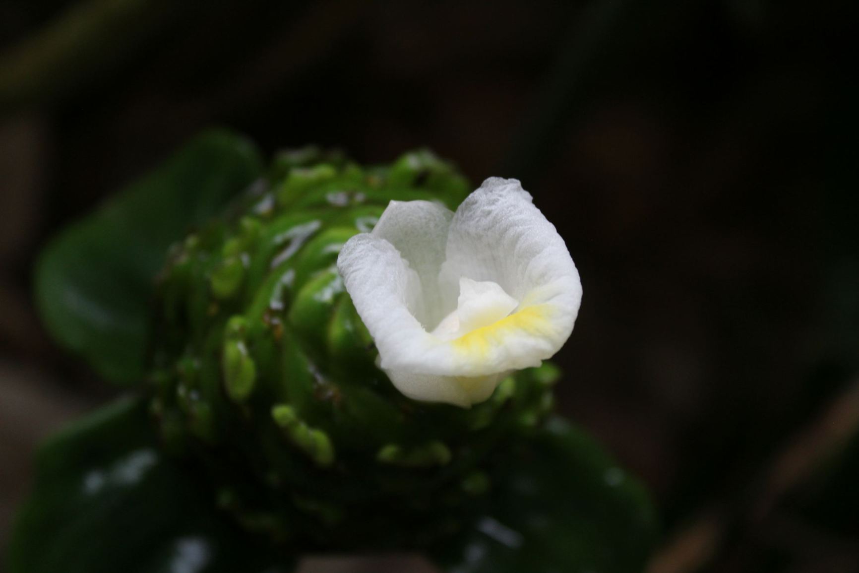 Costus dubius