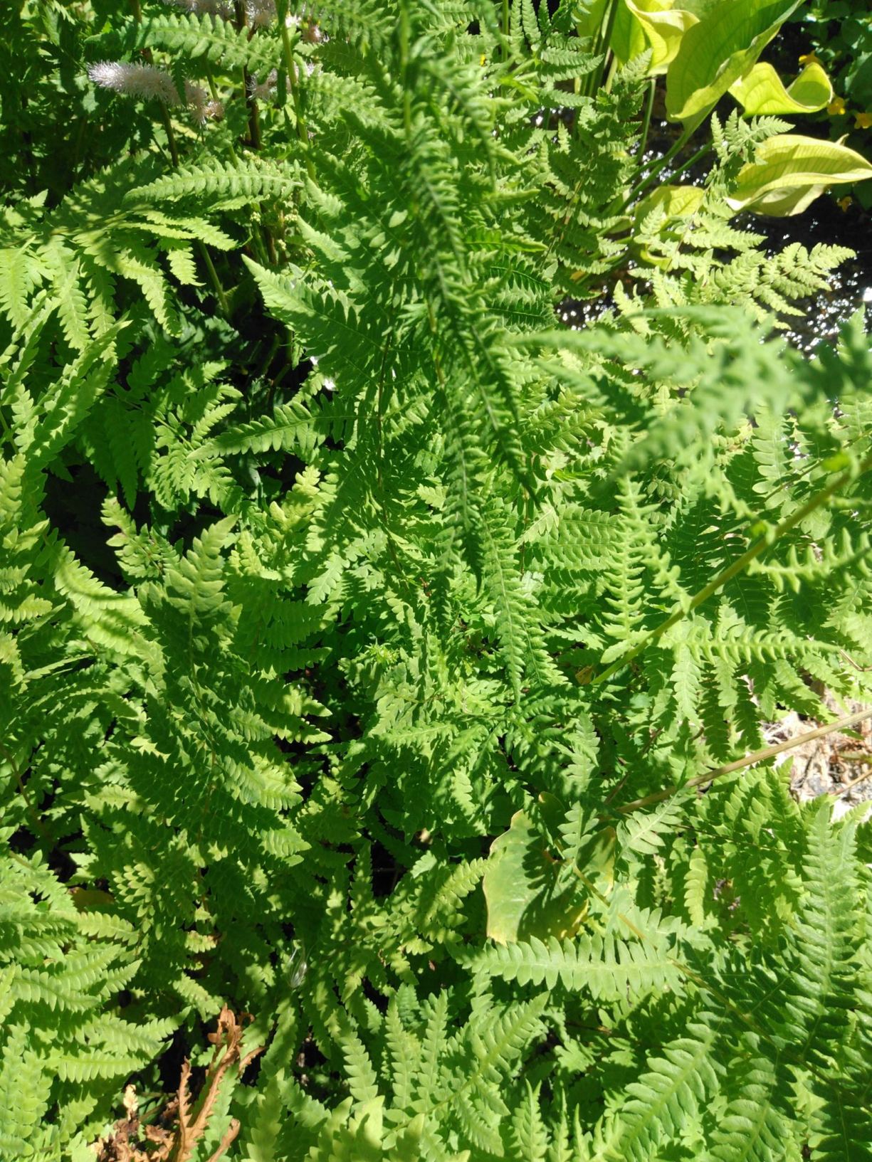 Parathelypteris nipponica