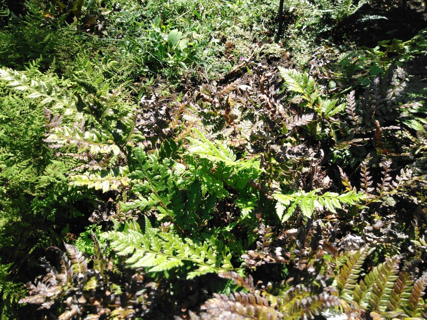 Polystichum rigens