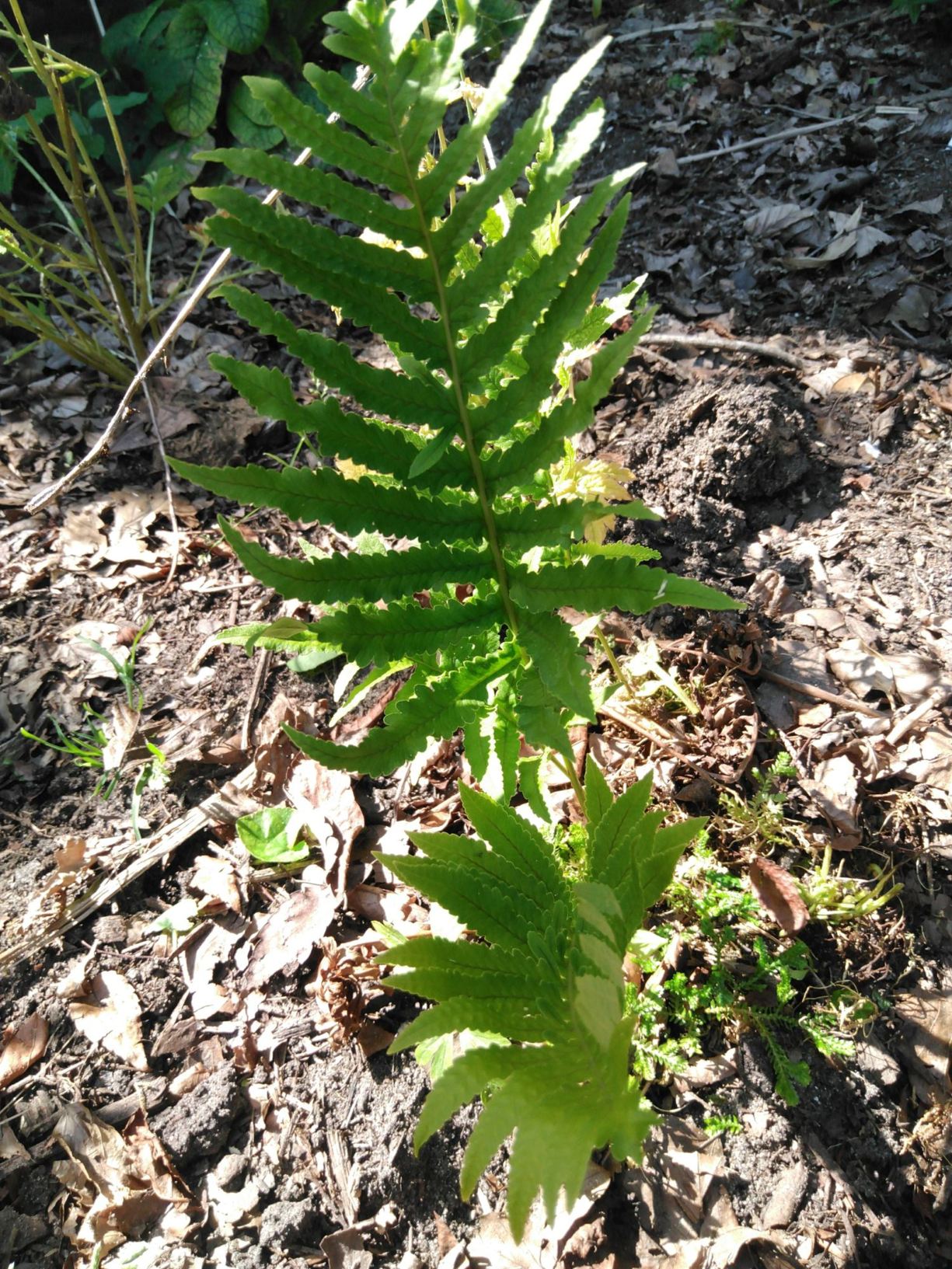 Polypodium cambricum 'Omnilacerum Superbum'