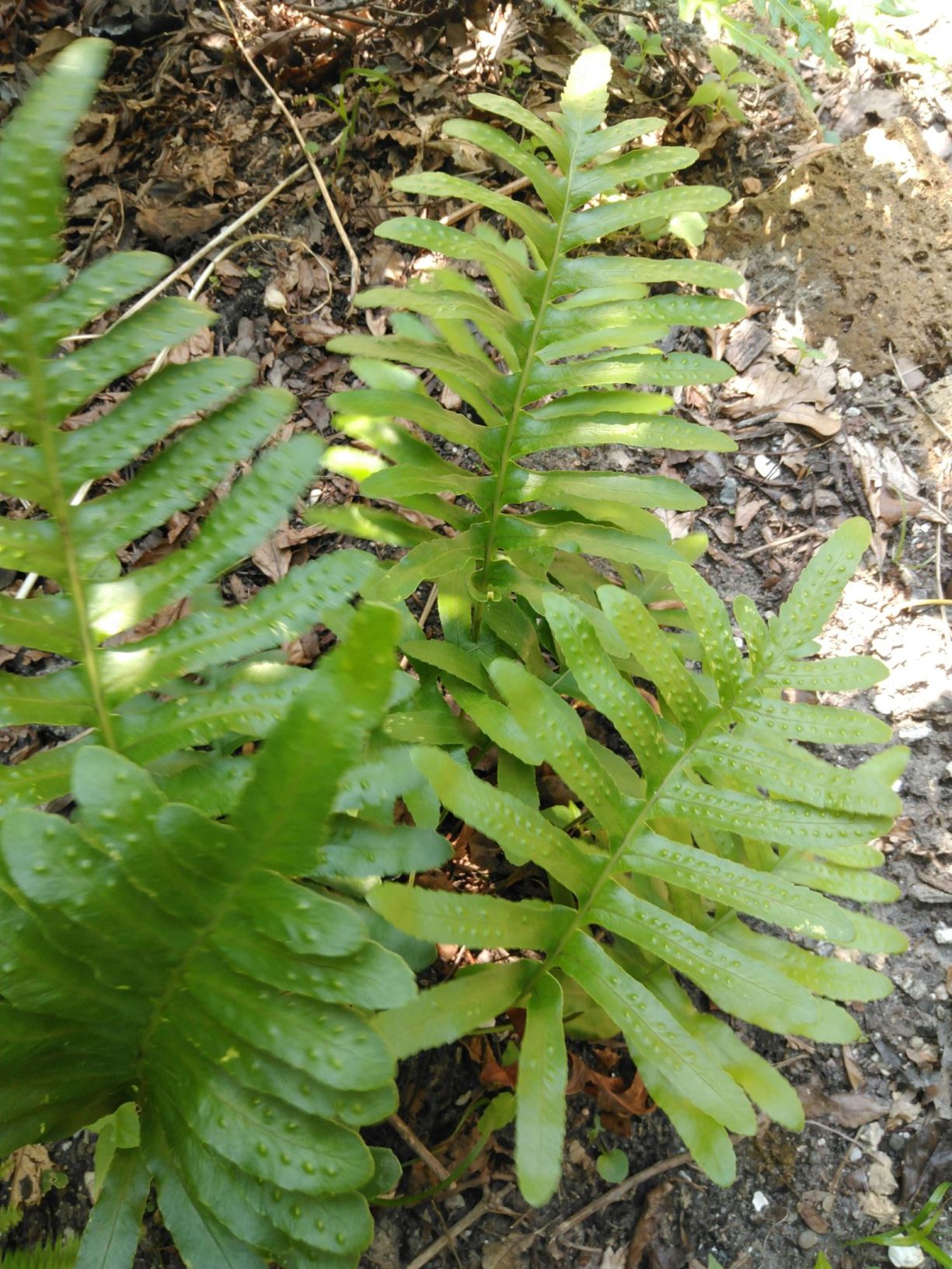 Polypodium scouleri