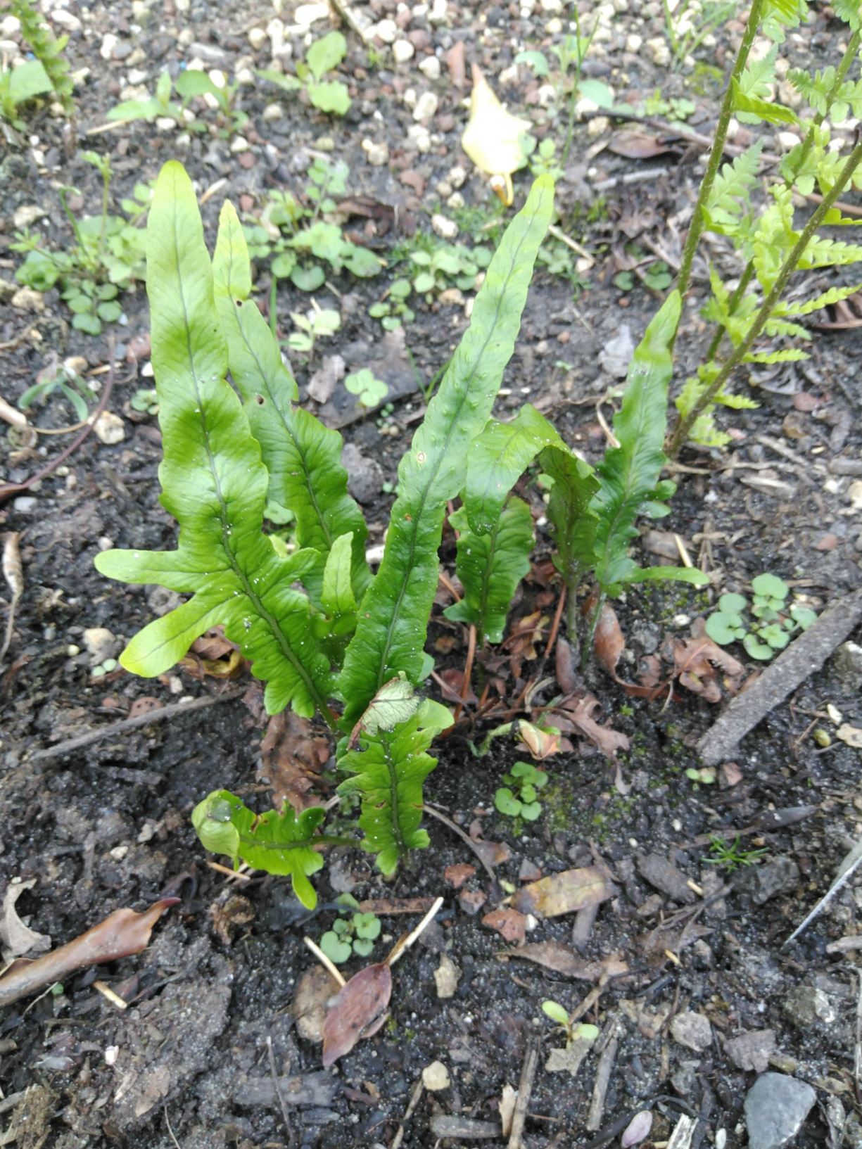 Polypodium cambricum 'Macrostachyon lineare'
