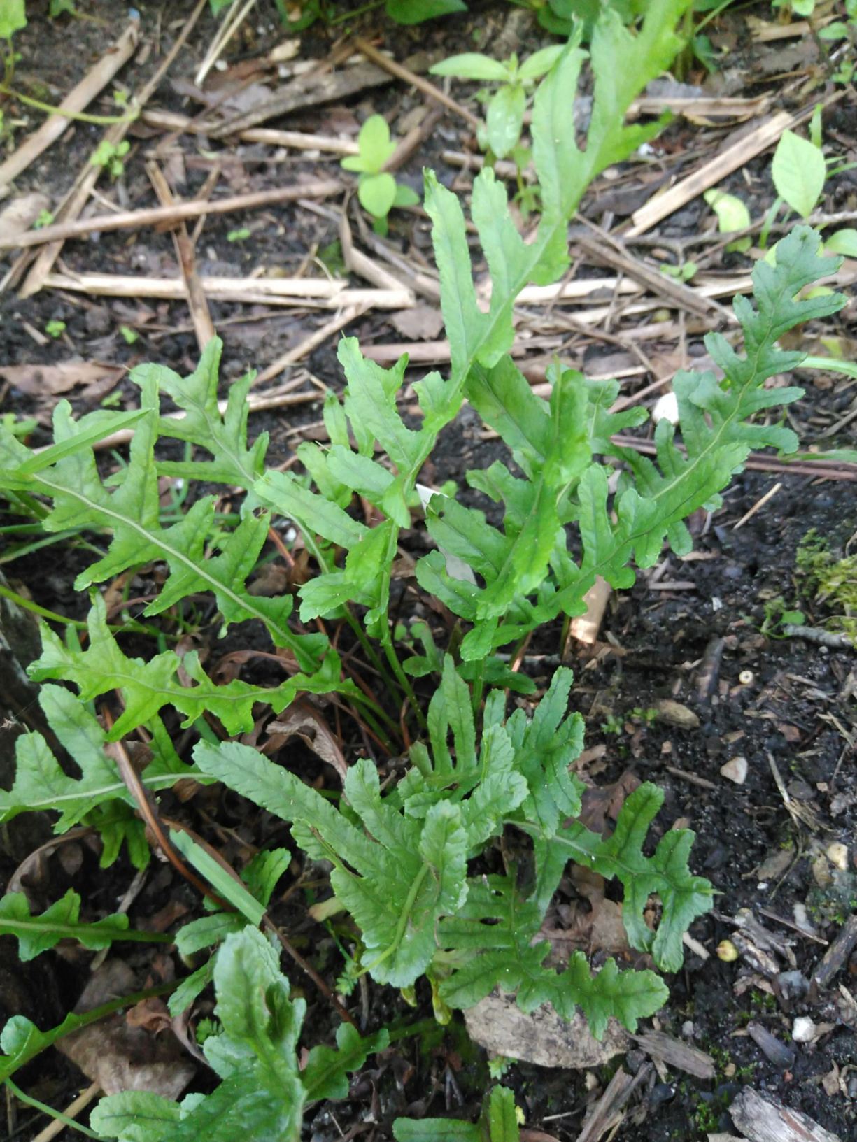 Polypodium cambricum 'Hornet'