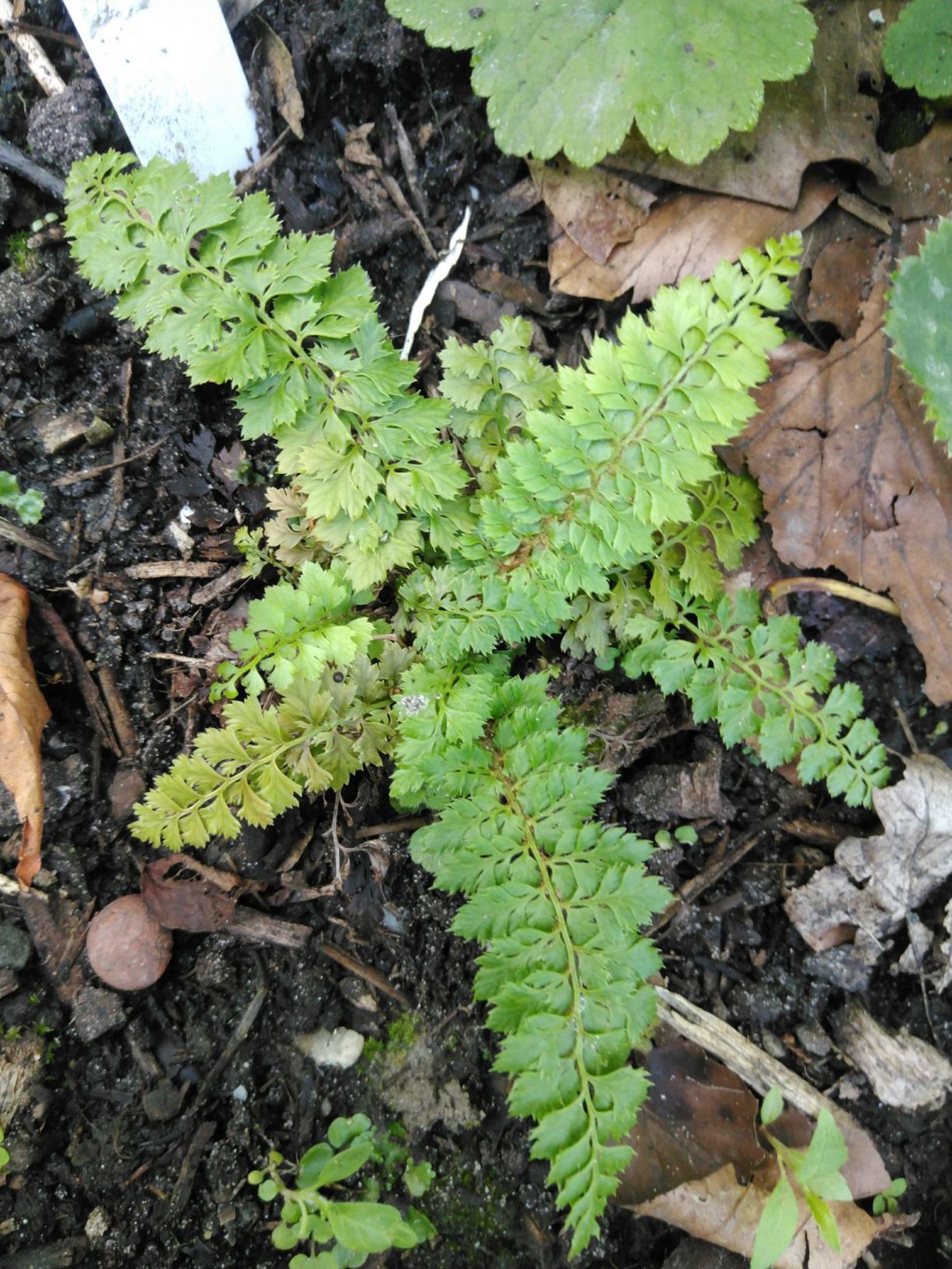 Polystichum aculeatum 'Zillertal Mini'