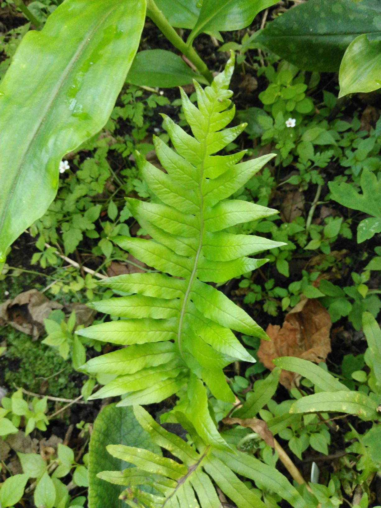 Polypodium vulgare 'Whitley Giant'
