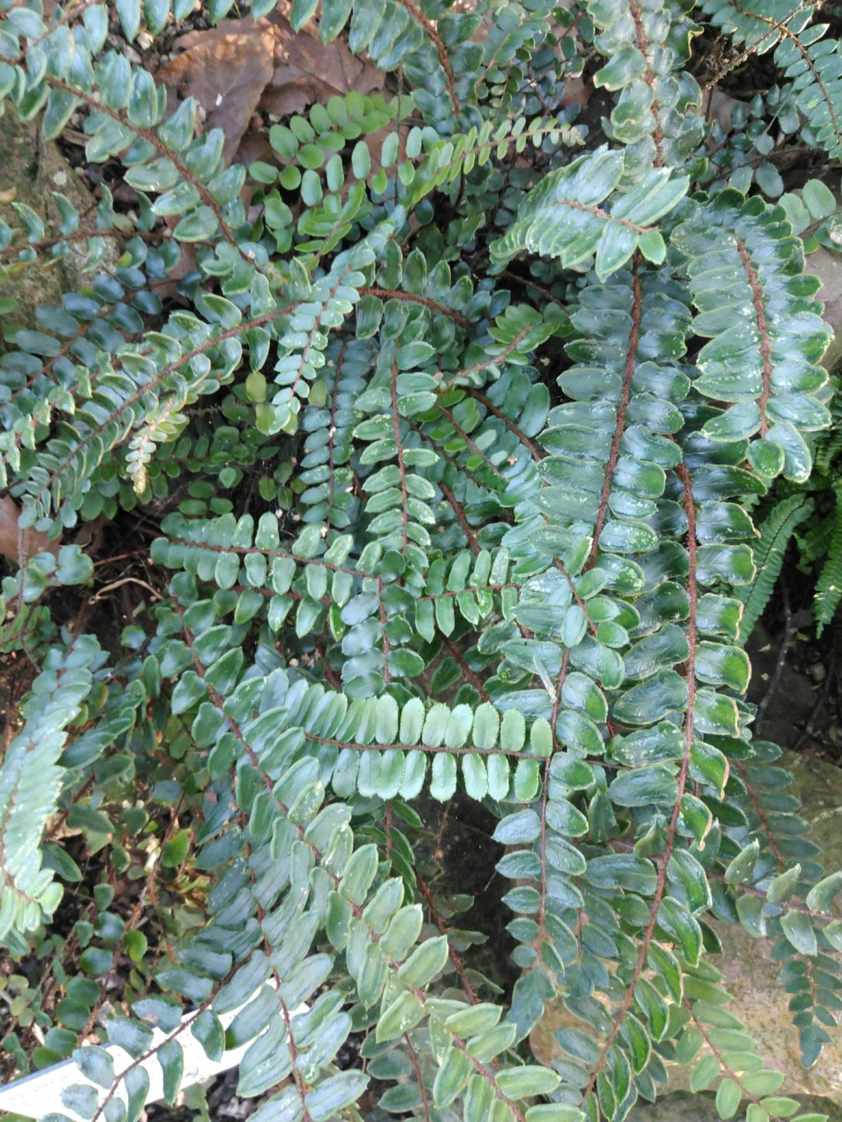 Pellaea rotundifolia
