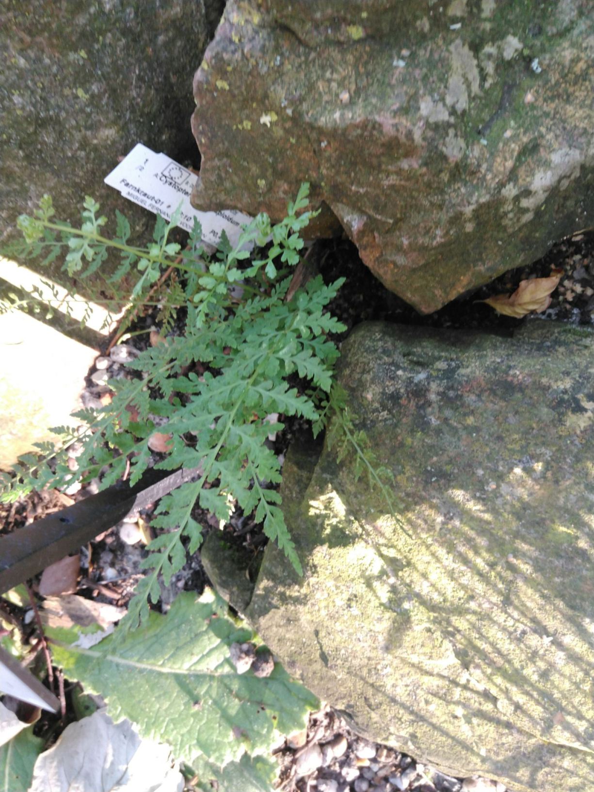 Cystopteris × heptaploidea