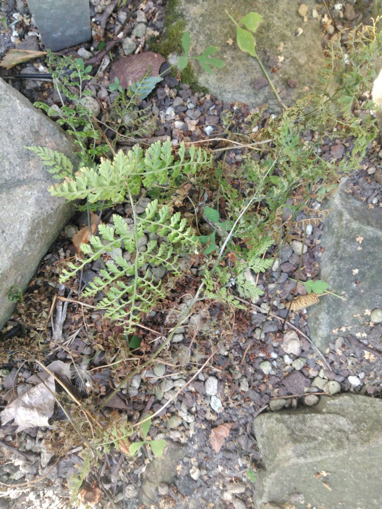 Cystopteris moupinensis