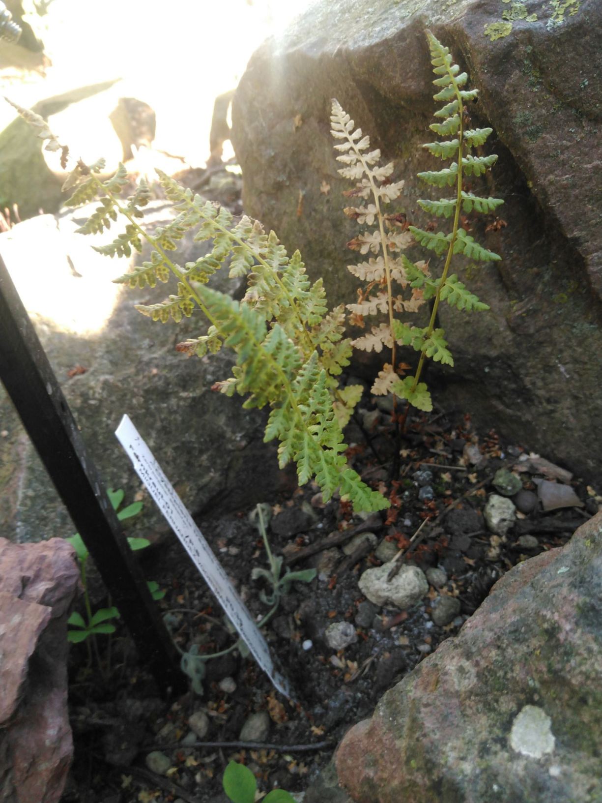 Cystopteris fragilis subsp. dentata