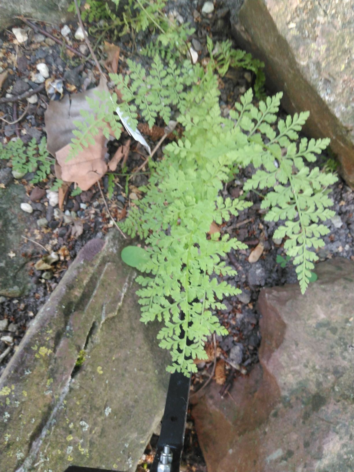 Cystopteris millefolia