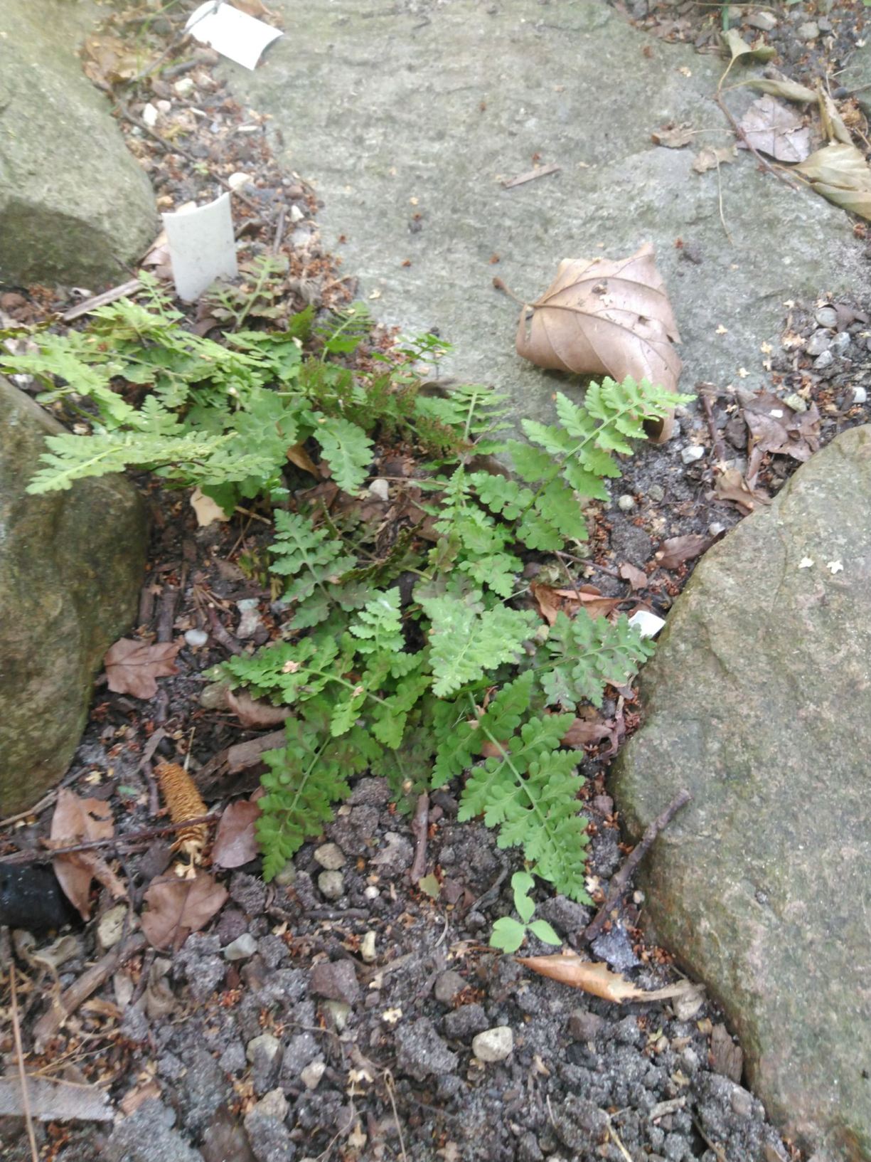 Cystopteris tasmanica