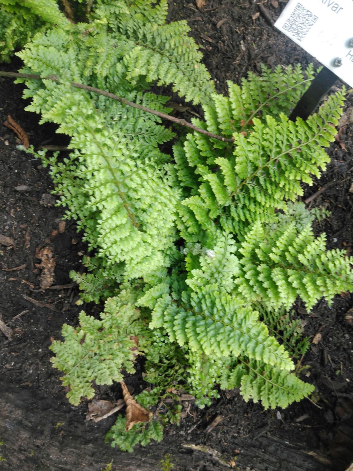 Polystichum setiferum 'Baldwinii'