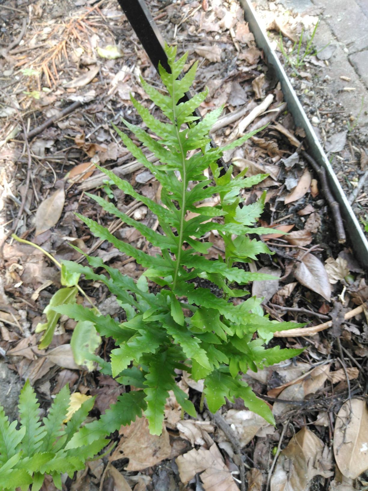Polypodium cambricum 'Carew lane'