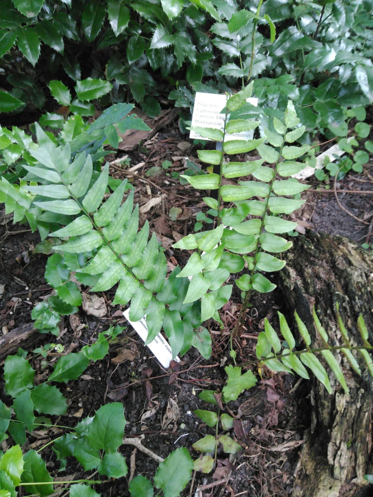 Cyrtomium micropterum