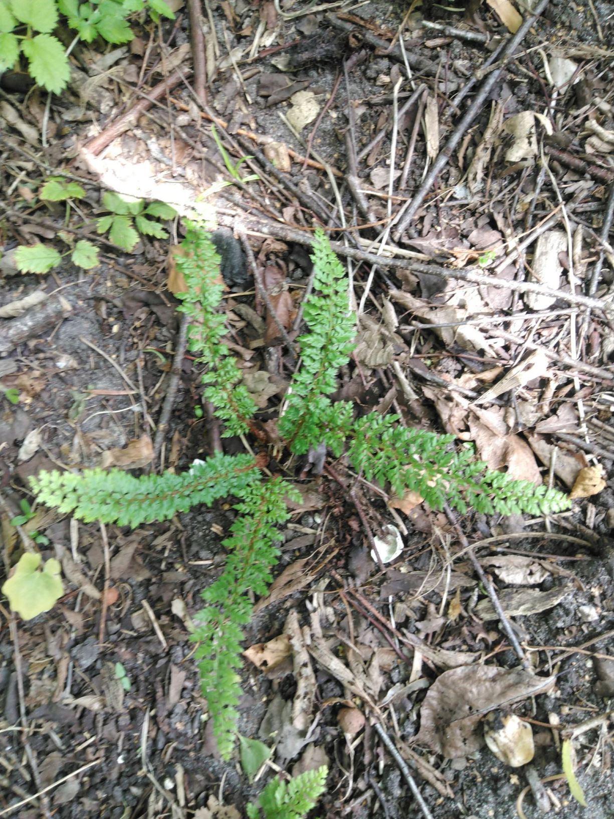 Polystichum setiferum 'Cruciatum'