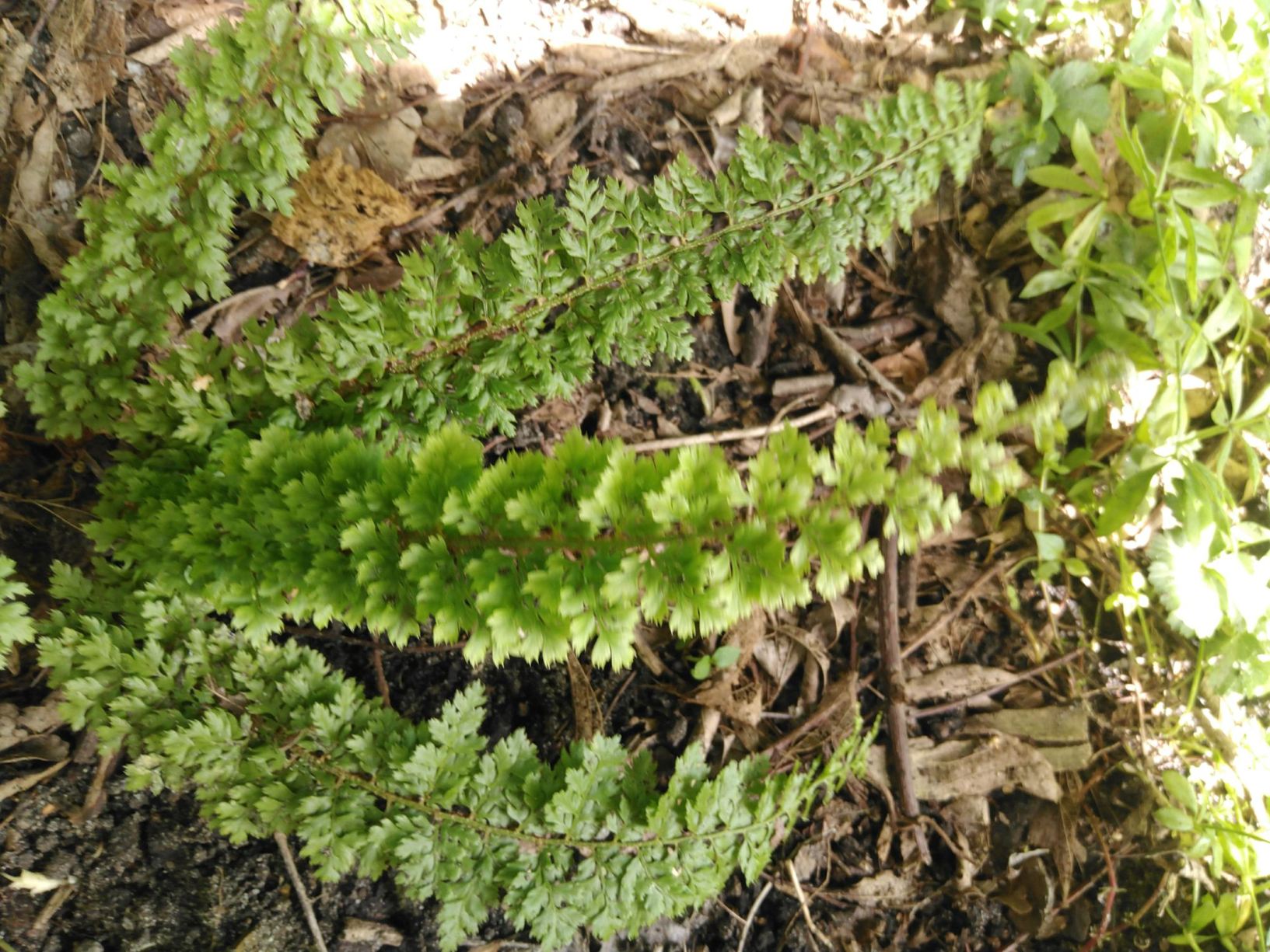 Polystichum setiferum 'Ray Smith'