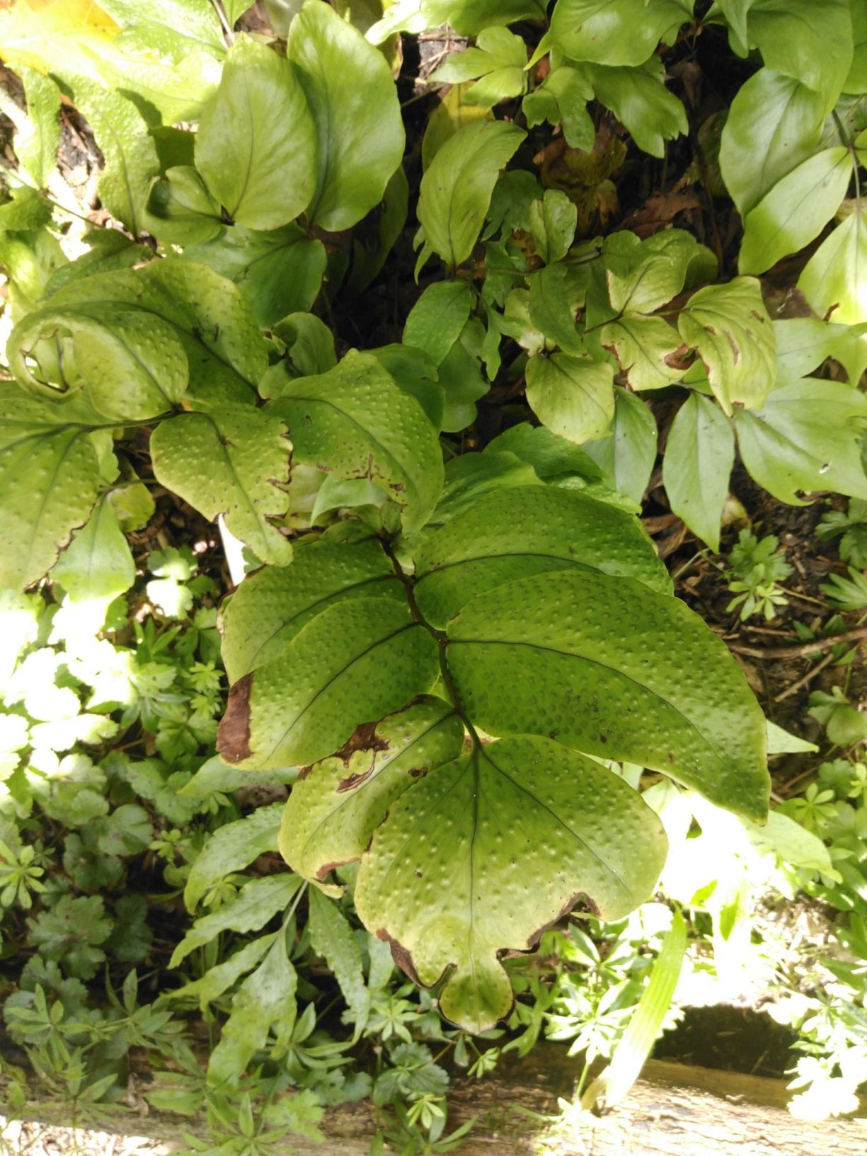 Cyrtomium macrophyllum