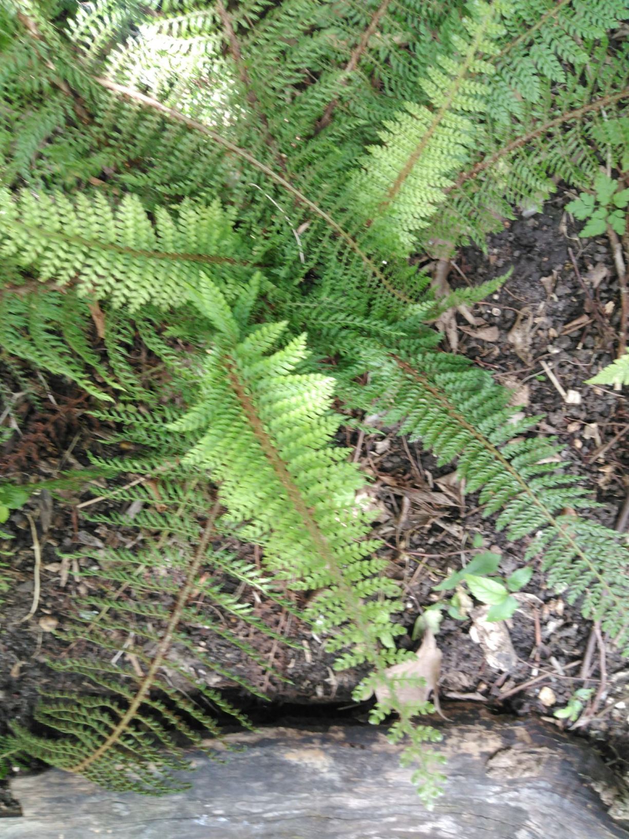 Polystichum setiferum 'Bland'