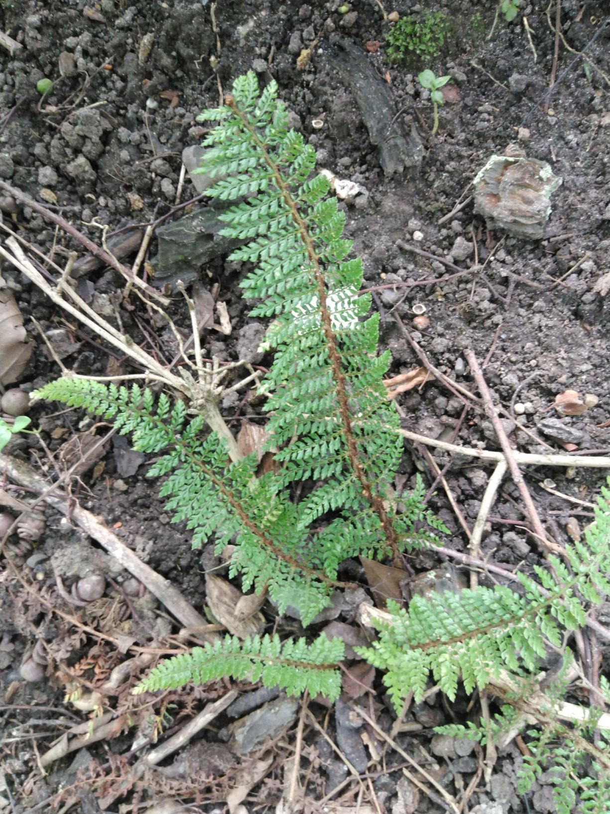 Polystichum setiferum (Divisilobum Group) 'Proliferum Wollastonii'